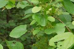 Cissampelos pareira var. hirsuta